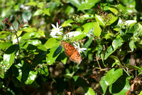 Wild Life - Scenery